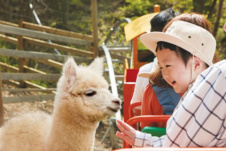 Seoul: The Painter Show with Nami Island or Alpaca World - Timing, meeting points and the final drop-off