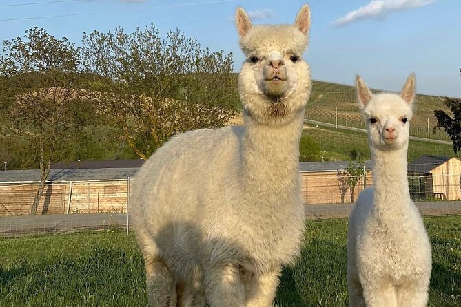 Shamakhi Alpaca Private Tour - Why the alpaca farm makes an unusual day trip from Baku