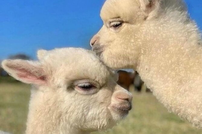 Shamakhi Alpaca Private Tour - The family question: who will enjoy it most?