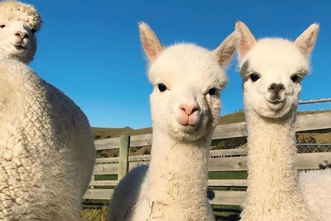 Shamakhi Alpaca Private Tour - What is not included, and what to confirm