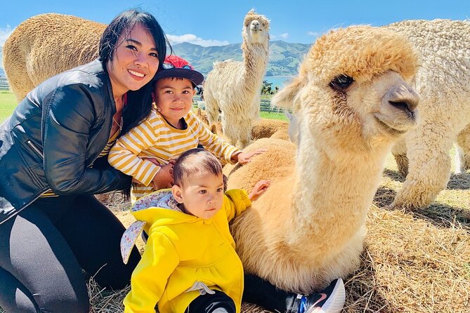 Shamarra Alpaca Farm Tours - Key points to know before you go