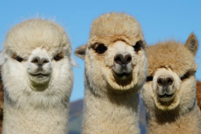 Shamarra Alpaca Farm Tours - The views over Akaroa Harbour