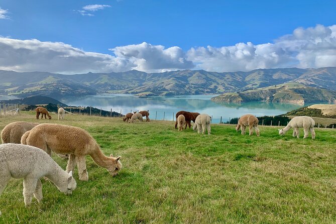 Shamarra Alpaca Farm Tours - Is $38.26 good value?