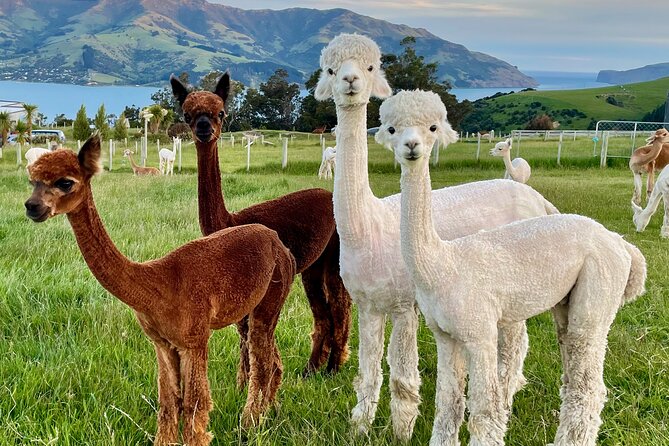Shamarra Alpaca Farm Tours - Who will enjoy Shamarra Alpacas most