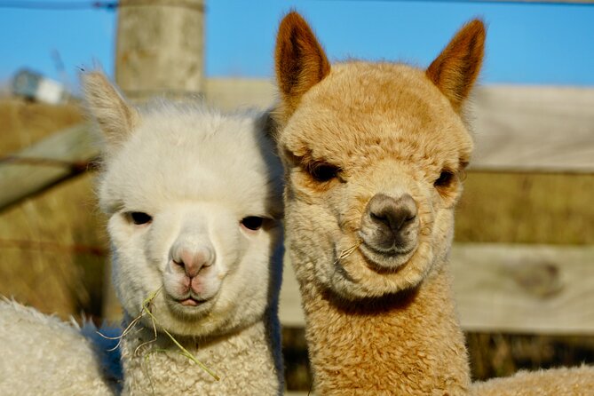 Shamarra Alpaca Farm Tours - Tips for getting more from the visit