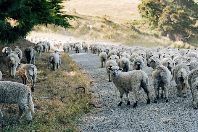Sheep Farm Day Trip from Christchurch + Lunch and Winery visit. - Georges Road Wines and the Waipara Valley tasting