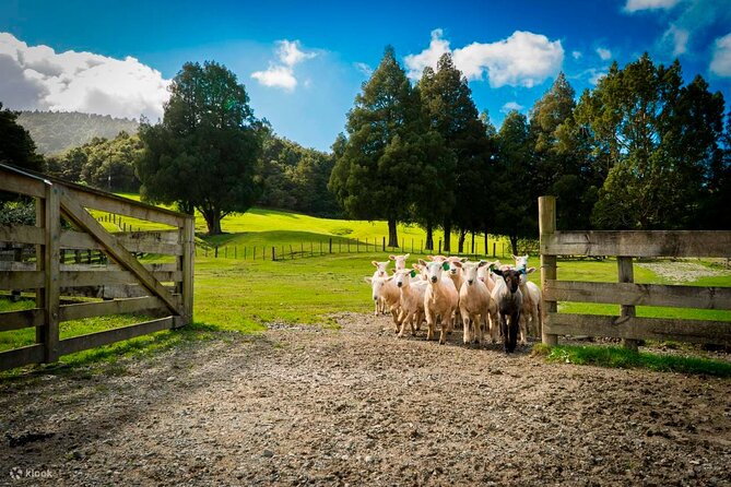 Sheep Shearing and Auckland City Highlights Tour with Lunch - Why this Auckland day makes sense