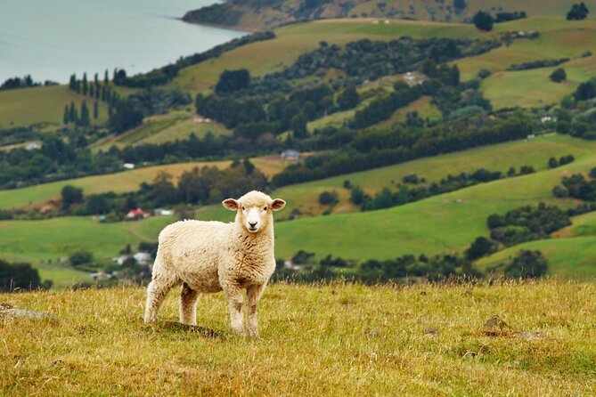 Sheep Shearing and Auckland City Highlights Tour with Lunch - Parnell Rose Gardens and the eastern waterfront