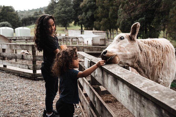 Sheep Shearing and Auckland City Highlights Tour with Lunch - Mount Eden and Achilles Point