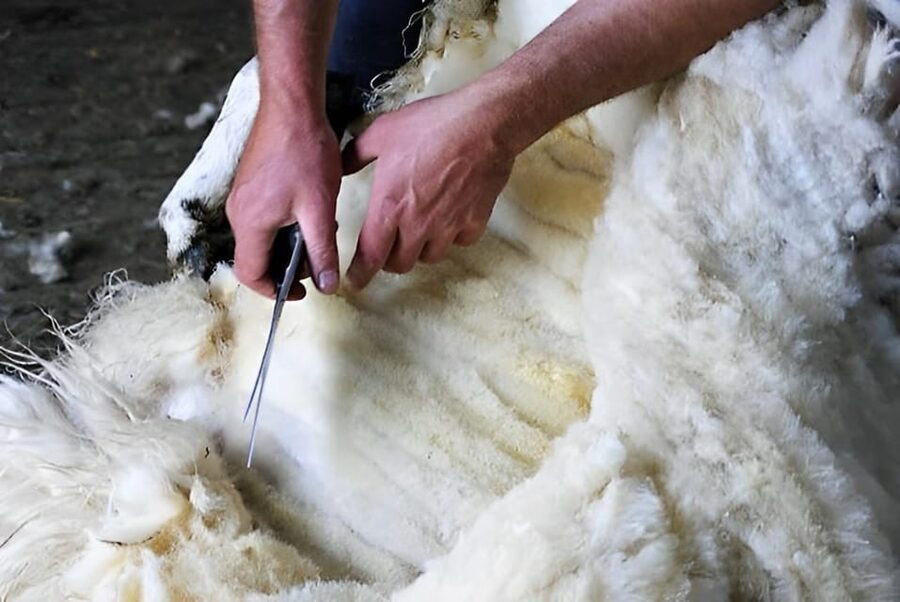 Sheepdog herding demo on working sheep farm. Galway. Guided. - Sheep shearing and the work behind the wool
