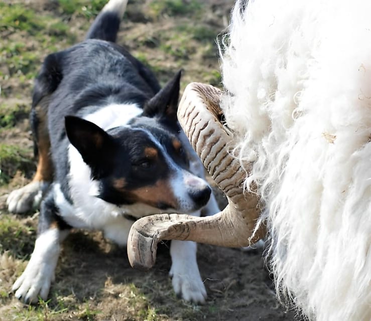 Sheepdog herding demo on working sheep farm. Galway. Guided. - Cutting turf with the traditional slean