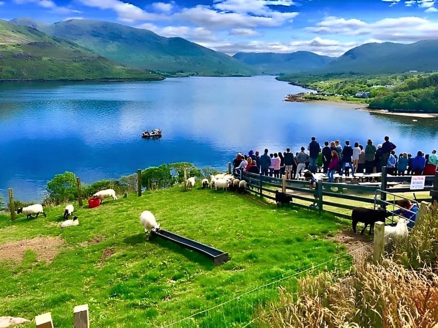 Sheepdog herding demo on working sheep farm. Galway. Guided. - Lamb feeding and time with the animals