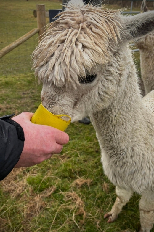 Shropshire: Alpaca Meet & Greet Intimate Alpaca Experience - Key details before you book