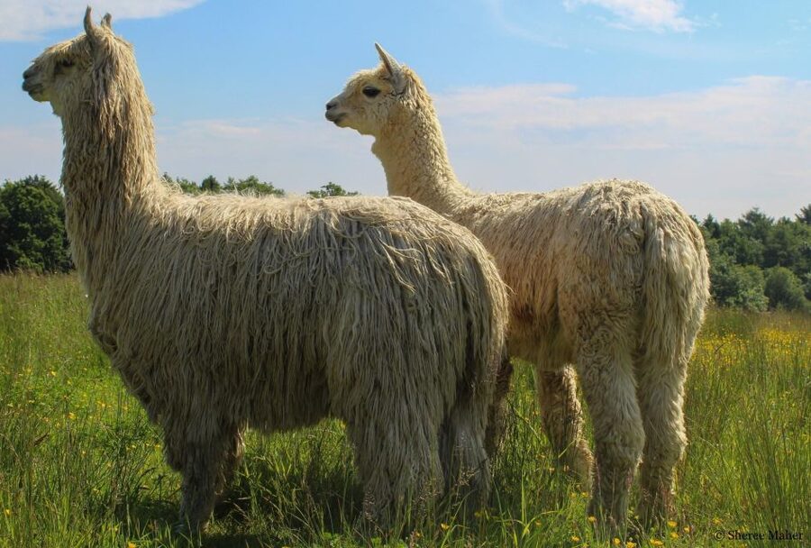 Shropshire: Alpaca Meet & Greet Intimate Alpaca Experience - Meeting the herd at Frankly Alpacas