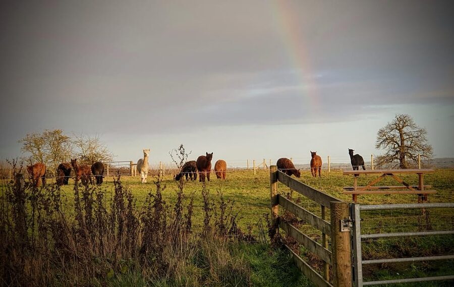 Shropshire: Alpaca Meet & Greet Intimate Alpaca Experience - Three paddocks, three groups, plenty of personalities