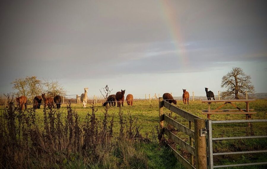 Shropshire: Alpaca Meet & Greet Intimate Alpaca Experience - What else you might see on the farm