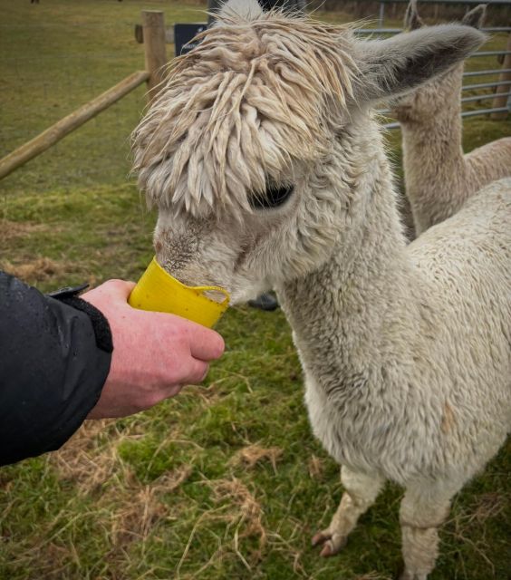 Shropshire: Alpaca Meet & Greet Intimate Alpaca Experience - Is $24 good value for one hour?