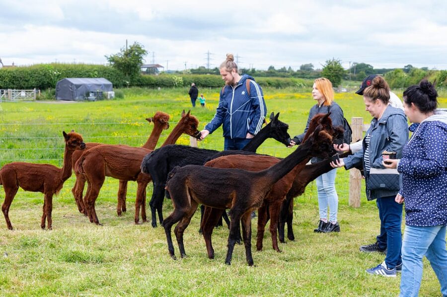 Shropshire: Alpaca Meet & Greet Intimate Alpaca Experience - Planning your hour at the farm