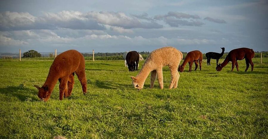 Shropshire: Alpaca Meet & Greet Intimate Alpaca Experience - Why the open paddocks make a difference
