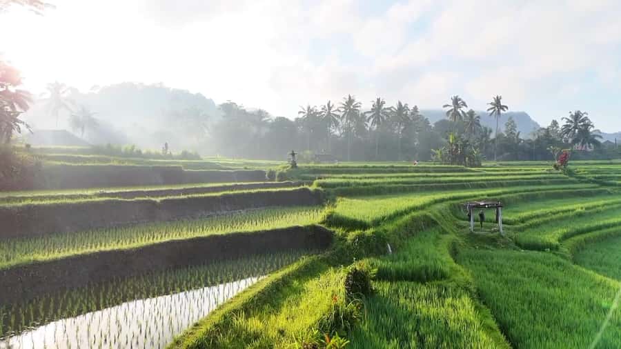 Sidemen rice terraces trek and local village walk - Why Sidemen’s rice fields are worth your morning