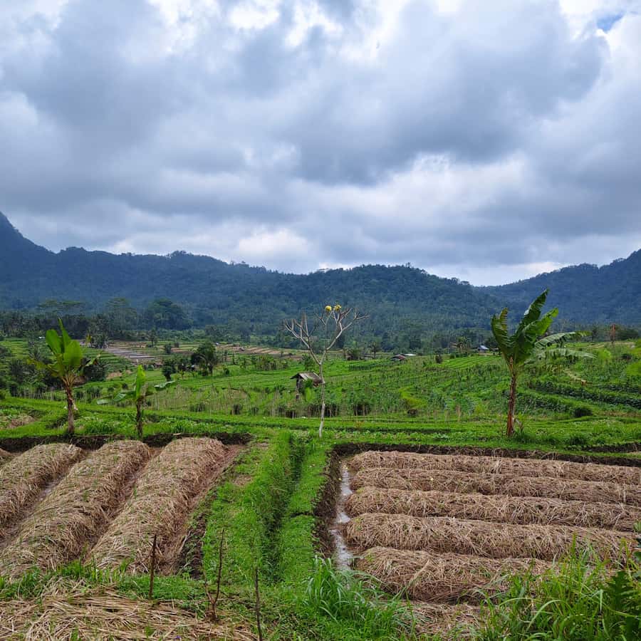 Sidemen: Rice Terraces, Waterfall, & Village Tour - Why Sidemen works so well for this kind of tour
