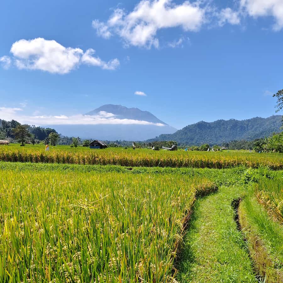 Sidemen: Rice Terraces, Waterfall, & Village Tour - Starting among Sidemen’s rice terraces