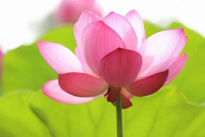 Siem Reap Lotus Silk Farm Discovery tour & Lake experience