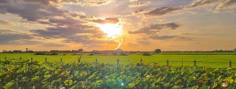 SiemReap Sunset Dinner Riding an Ox-Cart at Rice Paddy Field - Who should book this evening?