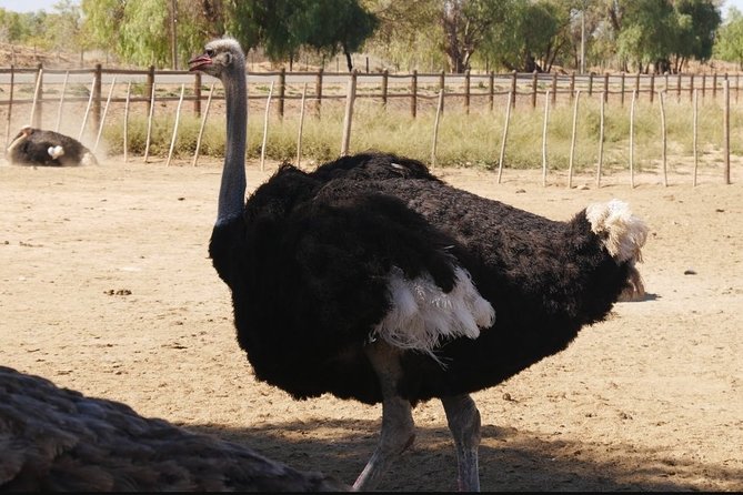 Skip the Line: Highgate Ostrich Farm Tour Ticket - The ostrich derby brings a playful finish