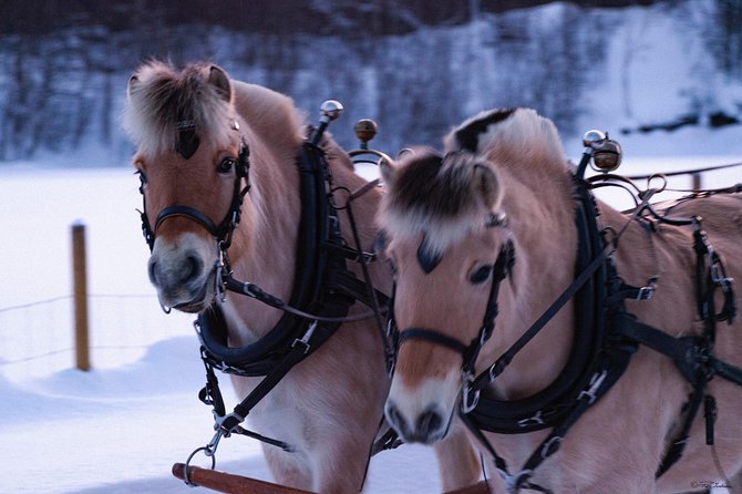 Sleigh Ride w/ snacks - Experience Arctic Farm Life - The horse ride through the valley