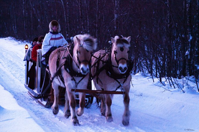 Sleigh Ride w/ Tapas Meal - Experience Arctic Farm Life - Meeting Anniken, Viggo, and the family