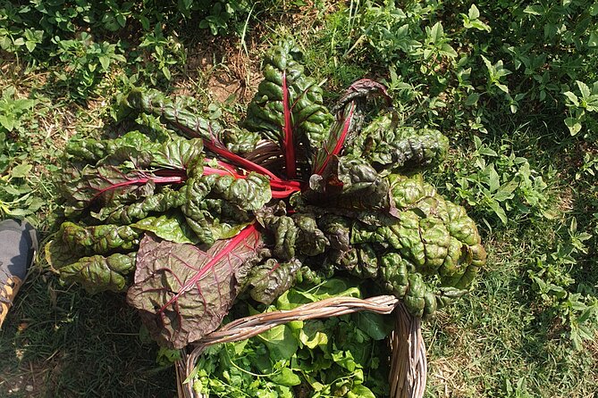 Slowlife Family Farm- Cook with us From Garden to Table Syracuse - Lunch under ancient trees beside the river