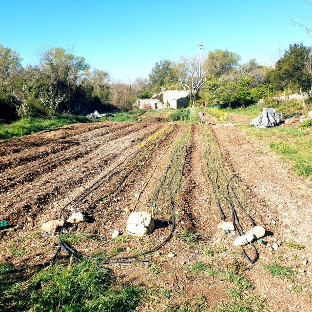 Slowlife Family Farm: From Garden to Table - Greek and Roman remains under the trees