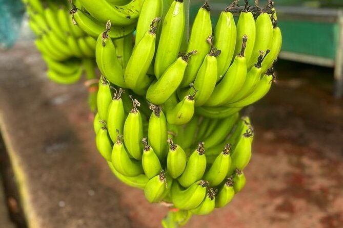 Small train tour of a banana farm in Martinique - Riding into Belfort from Le Lamentin