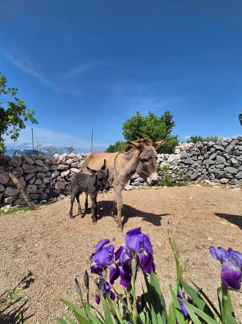 Šmrika (near Rijeka/Krk/Crikvenica) Donkey Farm Family Fun - Feeding and grooming the gentle donkeys