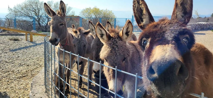Šmrika (near Rijeka/Krk/Crikvenica) Donkey Farm Family Fun - Is $10 per person good value?