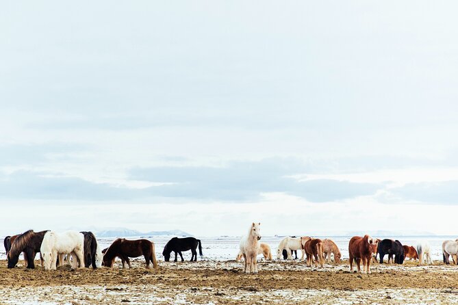 Snæfellsnes in Spanish with lunch on a farm Minibus - Selvallafoss closes the circuit