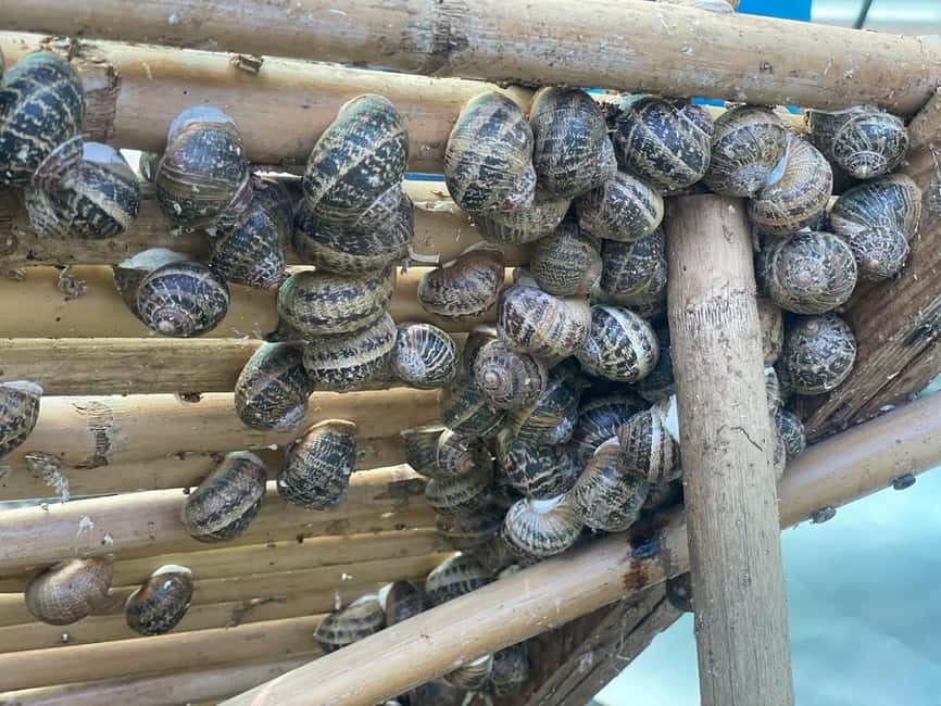 Snail and olive farm tour with table olives & homemade sweet - A small farm with a very different subject