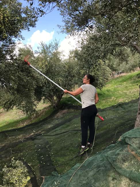 Snail and olive farm tour with table olives & homemade sweet - What the high praise gets right