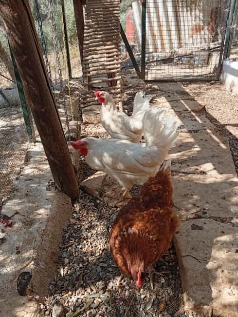 Snail and olive farm tour with table olives & homemade sweet - Inside the cool snail greenhouse