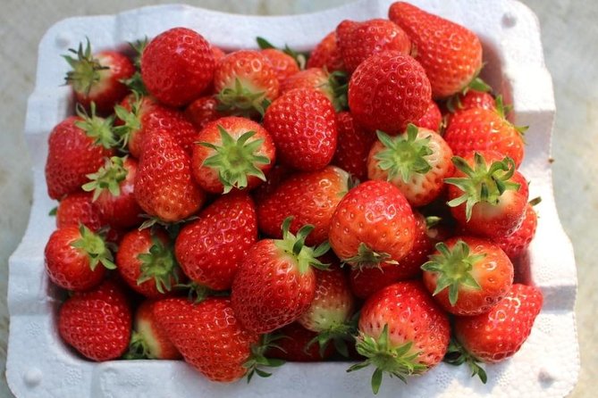 Snowyland, Strawberry Picking & Alpaca World - Who will enjoy this day most