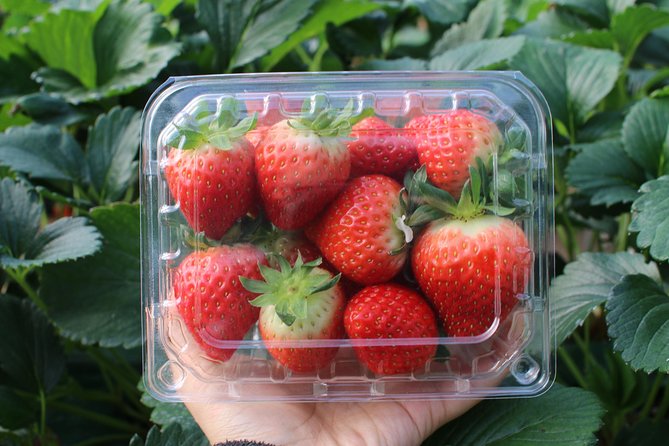 Snowyland, Strawberry Picking & Alpaca World - Should you book Snowyland, Alpaca World, and strawberry picking?