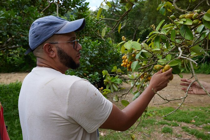 Soma Garden All Inclusive Tropical Fruit Farm Tour - A 90-minute walk through tropical farming