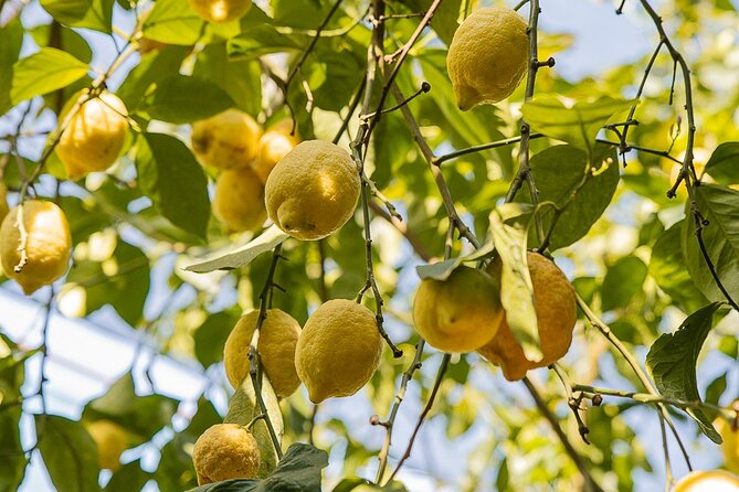 Sorrento Ape Tour, Lemon Garden, Mozzarella Show & Pizza Class - What the $229.29 price includes