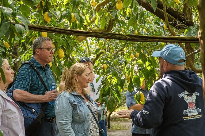 Sorrento Ape Tour, Lemon Garden, Mozzarella Show & Pizza Class - Timing, meeting point, and cancellation
