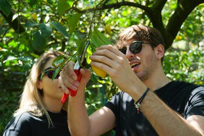 Sorrento: Authentic Lemon Experience at a Farm with Tastings - What this farm visit is really about