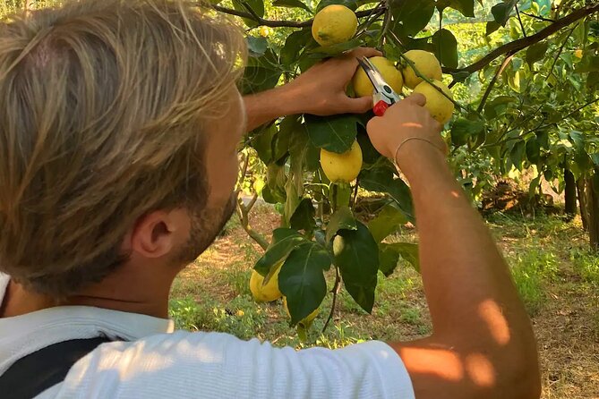Sorrento: Authentic Lemon Experience at a Farm with Tastings - Picking lemons among the Sorrento Coast trees