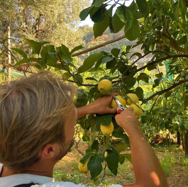Sorrento: Authentic Lemon Experience in a Farm with Tastings - Why Sorrento’s lemons deserve their own outing