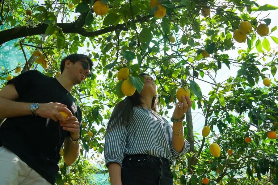 Sorrento: Authentic Lemon Experience in a Farm with Tastings - Marmalade and Limoncello at the farm table
