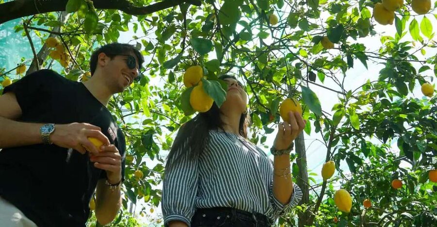 Sorrento: Authentic Lemon Experience in a Farm with Tastings - Picking lemons with pruning scissors